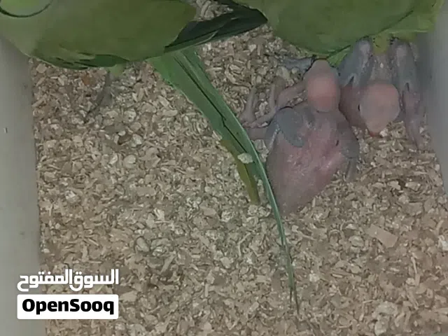 زوج درة هندي امايات منتجات عراقيات