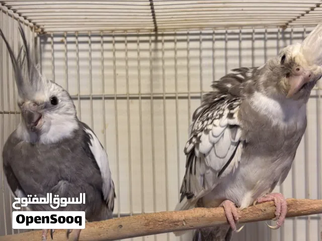 زوج كوكتيل