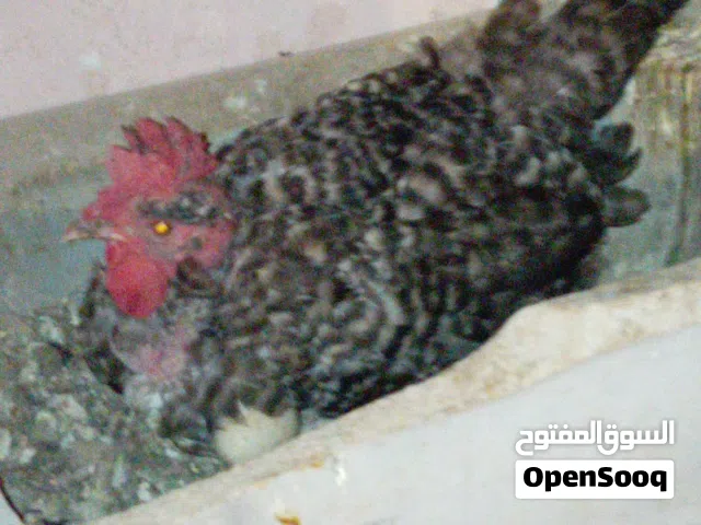 جاجه ابو رقبه بدها تقعد.. وديك باكستاني