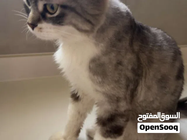 Cat for adoption