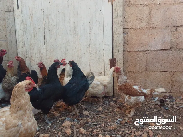 11 جاجه وديك نخب النخب
