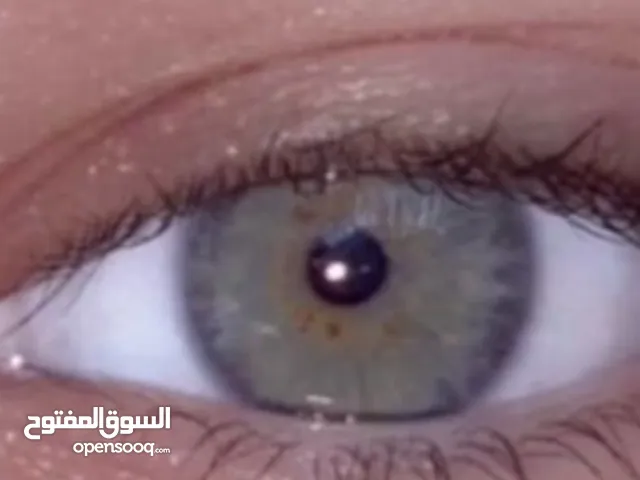 حلا تيسير العواوده