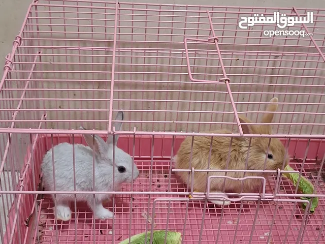 I am selling it with both the cages, home delivery note available
