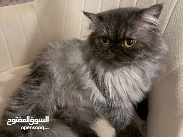 Tiffany, Aspara , Fendy