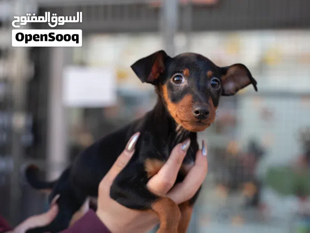 للنخبه والمتميزين فقط..دوبرمان بينشر