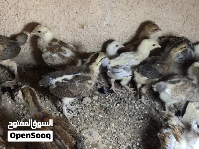 افراخ دجاج عرب اصلي