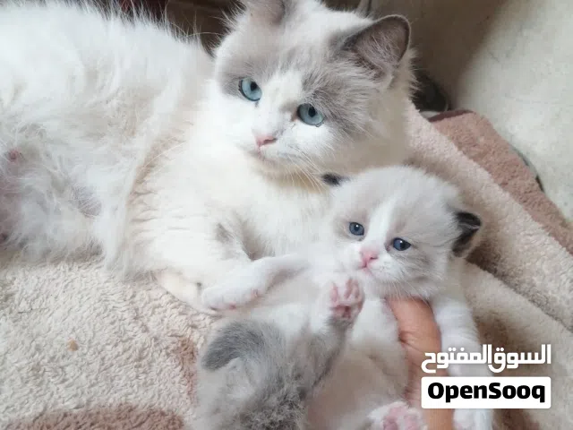 قطط راغدول وشيرازي عمر شهر واسبوع وشهرين أليفين نظيفين وصحة ممتازة نشيطين