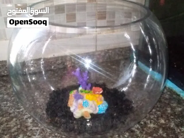 للبيع قارورة سمك للبيع كبيرة حجم 23 سانتي زجاج سميك وليس رقيقة