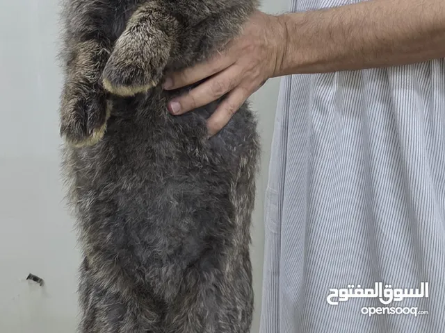 للبيع: أرنب فلمنكي عملاق أصلي