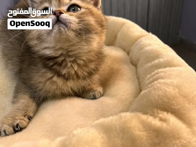 بسة كيتين غولدن ستريت my 24 لعبة آية بالجمال مستوى خرافي عرض مع باكيج خرافي كافةالمستلزمات شوف الوصف