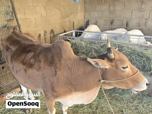 بقره بلدي للبيع