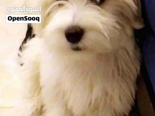 يعطيكم العافية مطلوب كلب صغير يعني جرو للتبني مالتيز وشكرا جزيلا