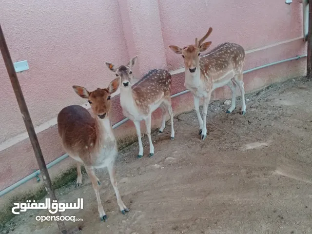غزلان للبيع