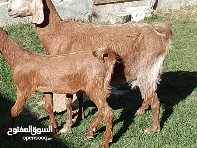 عنز والده جدي تبارك الله محاذيها السن اول جمع