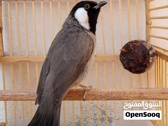 بلبل وحشي خام ابيعه اول فتحه له