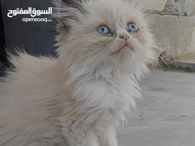 راغدول للبيع