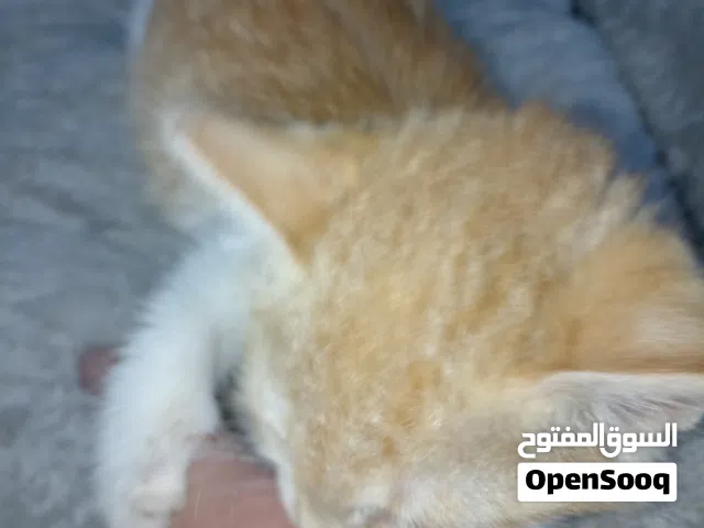 قط برتقالي و ابيض للتبني