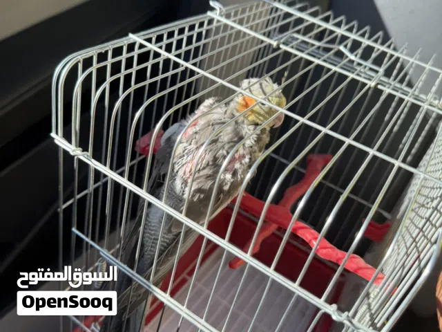 فرخ كوكتيل صحه ونظافه وسعر حرق