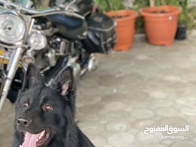 كلاب للبيع : موقع #1 في عُمان : جيرمن شيبرد : هسكي : بيتبول : كلاب للبيع  وللتبني