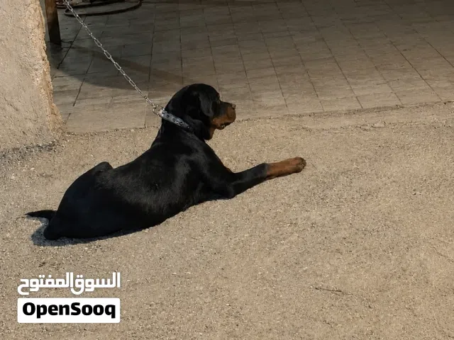 كلب روت وايلر