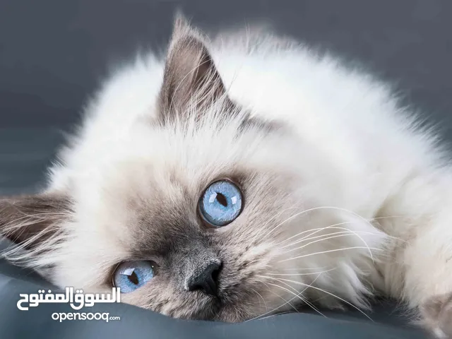 قطط Ragdoll انثى العمر 8 شهور