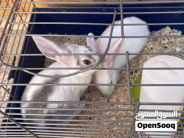 أرنبين للبيع