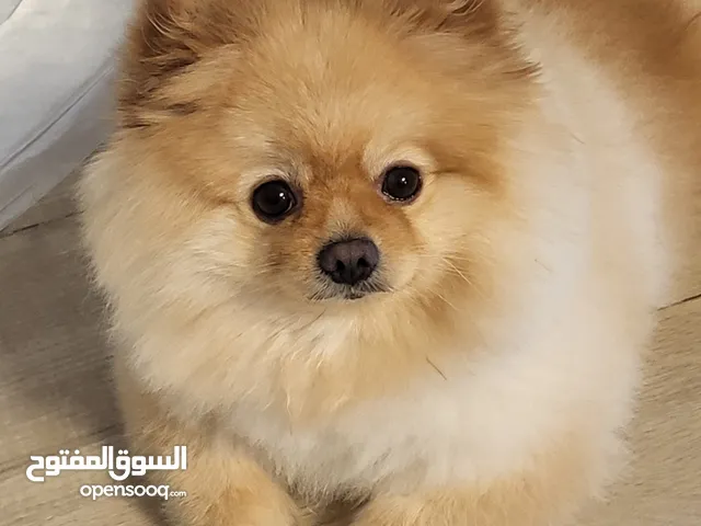 كلب بومرينيان بيور