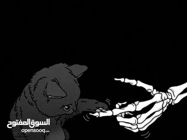 سامر المشاقبة