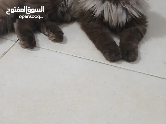 قطط للبيع نوع شانشلا