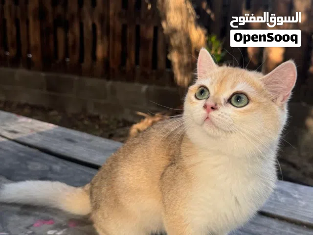 ذكر برتش شورت هير للتزاوج مسجل من منظمة wcf