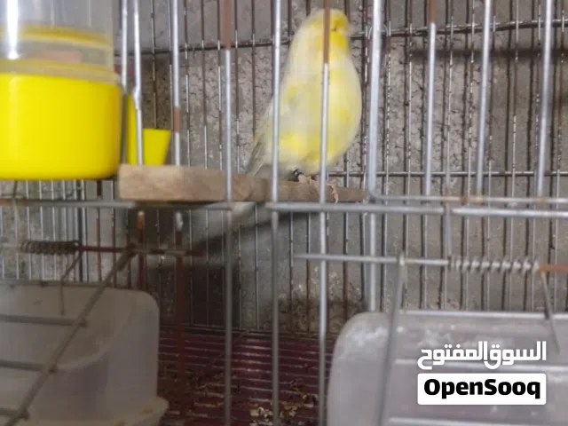 انتى نيروج خوصة 25صحة ولون ربي يبارك وغلط واضح غيار ريش