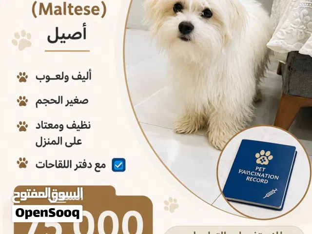 كلب للبيع في ابو الخصيب