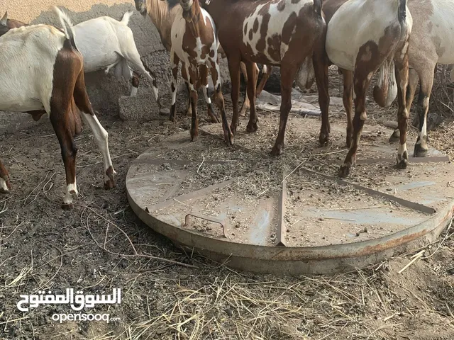 للبيع تيوسه اثيوبيات سمان