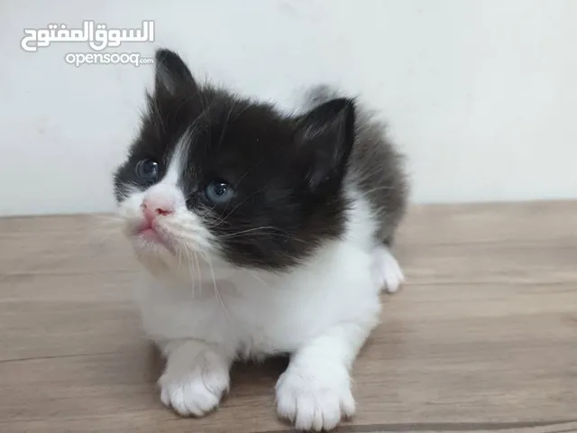 قطط شيرازي امريكي للبيع