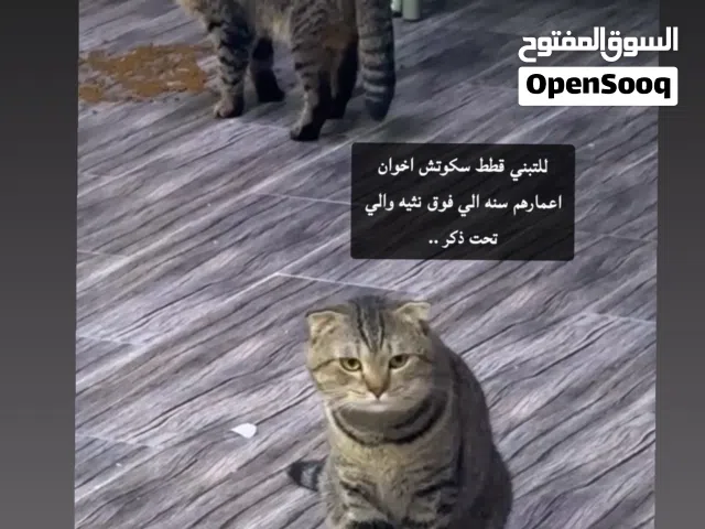 قطط سكوتش للتبني