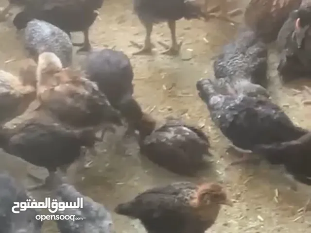 فرحات بلدي دجاج بلدي