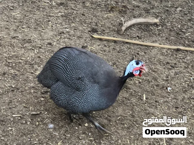 قبج للبيع فحل 3 نثايه