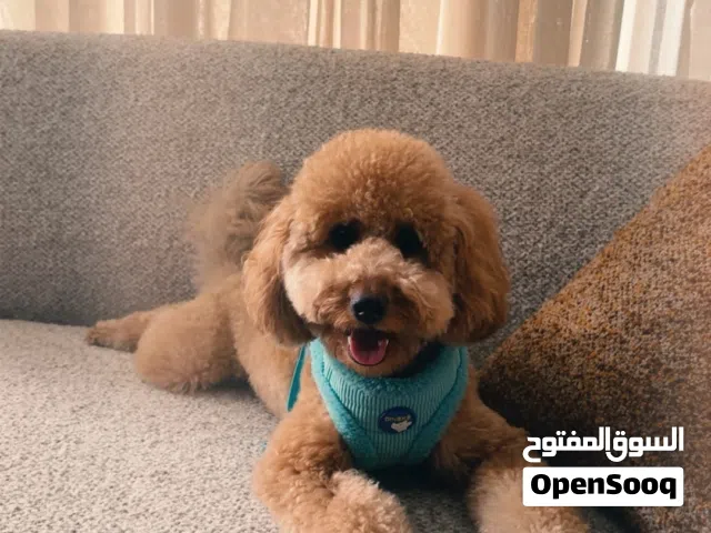 بودل مميز وذكي جدا ولعوب