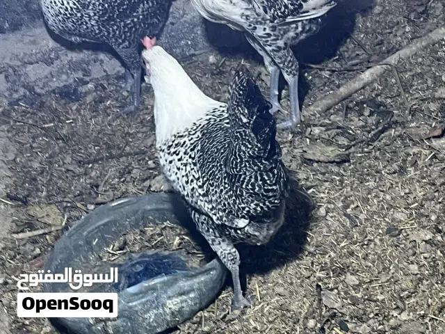 متاح سيت ڤيوميً شرط الصحه ولقاح كامل دجاج بياض