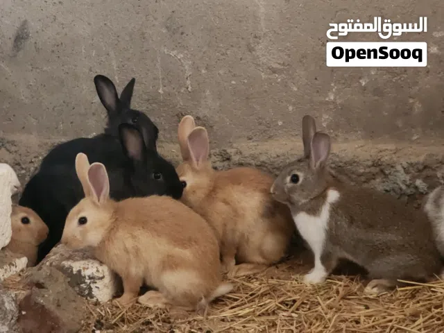 ارانب بلدي هجين جملي و رمادي دم عالي بسم الله ماشاء الله