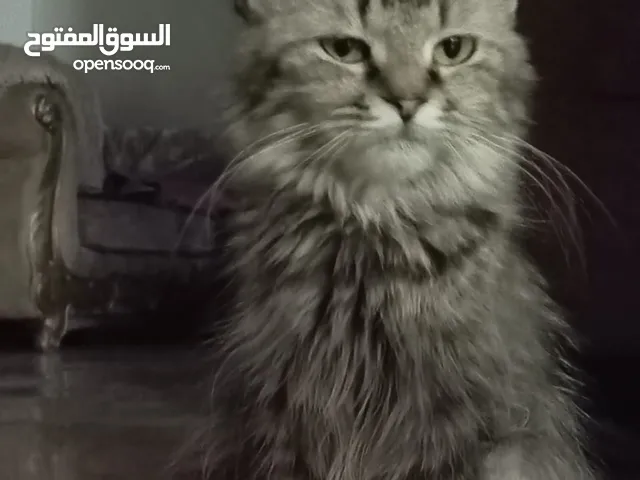 2 Female Mixed Twin Cats (Norwegian & Siberian breed) + 2 Newborns (3 weeks old) - قطط رمادية