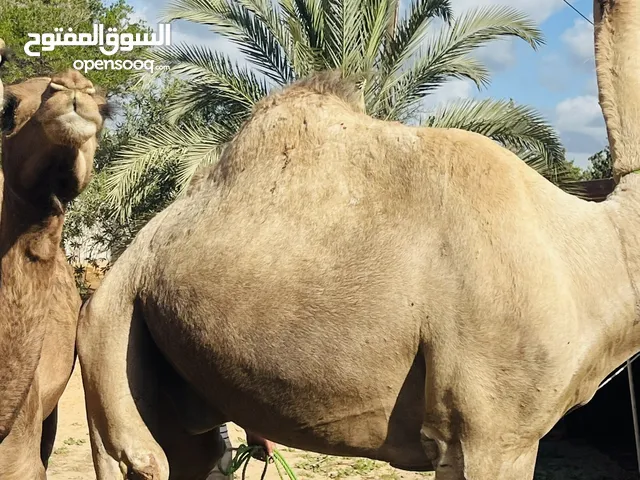 جمال جملة وقطاعي بسعر ممتاز