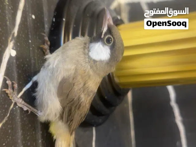 بلبل عراقي ديالي يجي ويا قفص وسيرلاك وصرنجة مال اقرا الوصف مهم جدا جدا