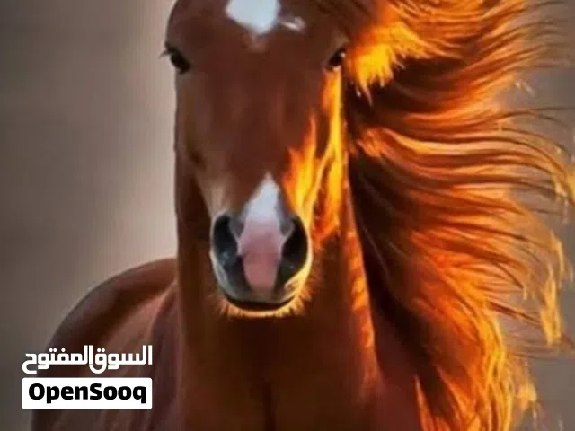 هل انت رجل اعمال أو مستثمر دي ليك