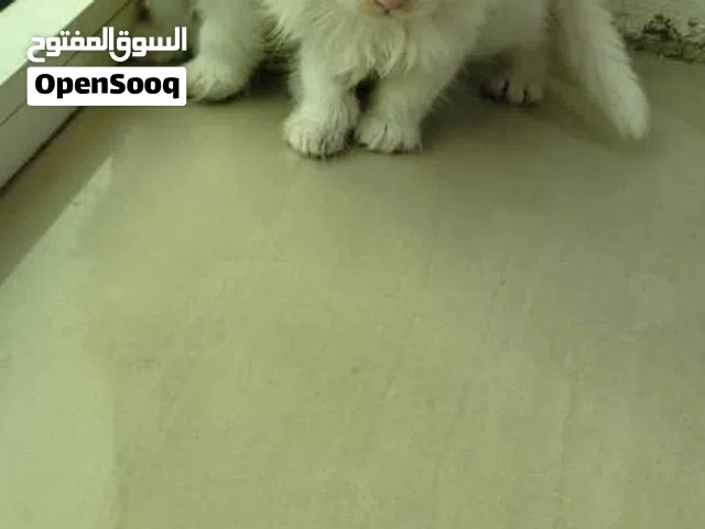 حيوانات للبيع