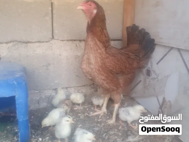 دجاجه جواها 12 تكتوك عرب لصلي للبيع او مراوس
