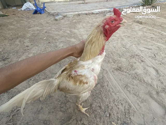 طير تايلندي مستورد ميتا للبيع