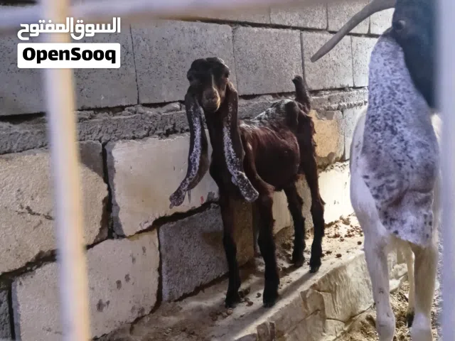 صخول للبيع صخله شاميه وراهه نثيه جان حدرهه 2نثيه وفحل الله شاهد بعت الفحل وضلت النثيه وفحل افغاني