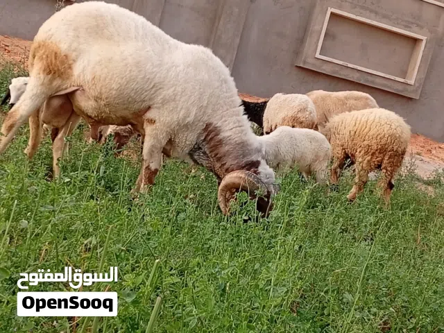 كبش ربي يبارك للبيع