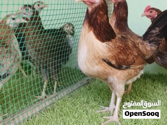 دجاج كويتي خط اول دماء نقية